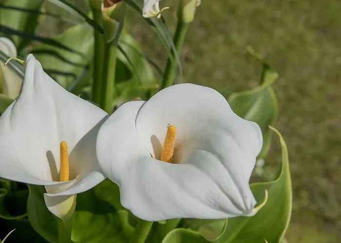 Salty Woods Lodge, D'hotes